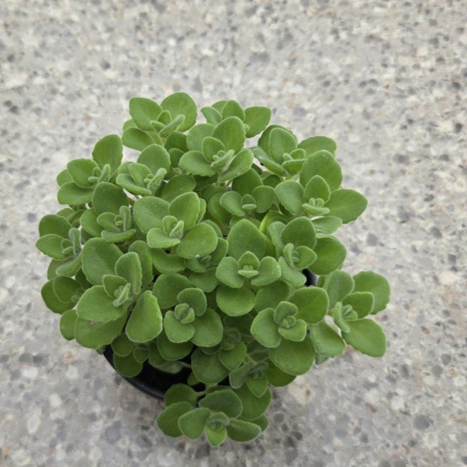 장미허브 소복하고 향이 나는 허브식물 이색포트, 1개