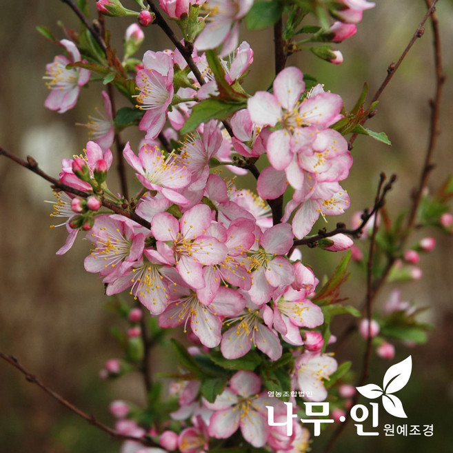 [나무인] 이스라지 키1m 1개 산앵두 개화주