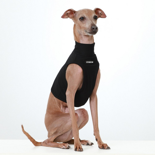 도기스타 아이쥐옷 이탈리안그레이하운드옷 여름 쿨링 크롭탑, 1개, 검정