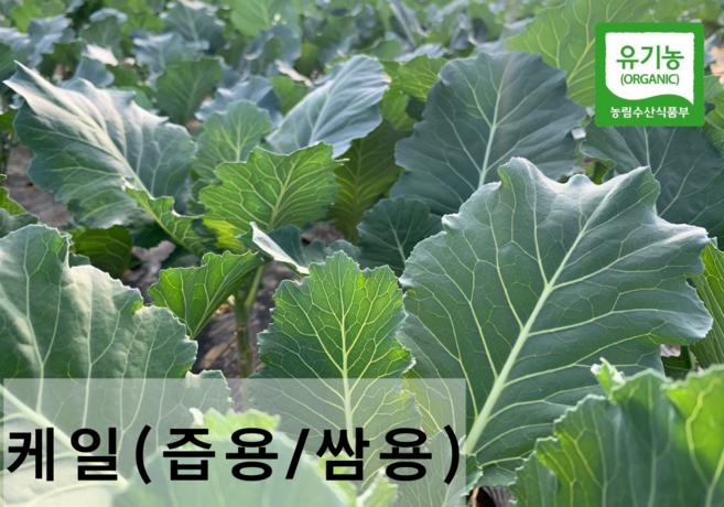 친환경 유기농 케일 (쌈용/즙용)새벽수확 산지직송, 쌈용 1kg, 1개