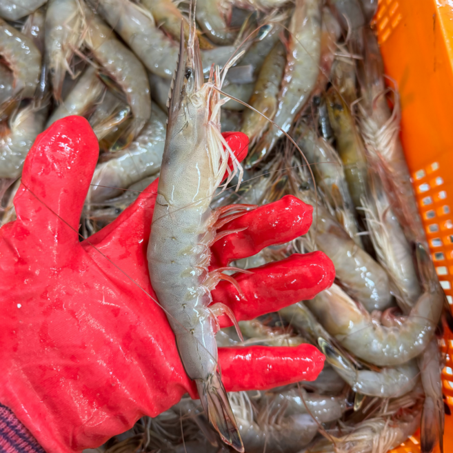 [오늘의자연] 자연산 숫대하 (가성비 실속형 왕새우 소금구이 버터구이), 1개, 1kg