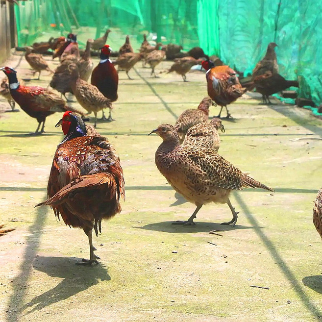 (당일출돼지) 영양만점 토종 꿩고기 까투리 (일요일&당일발송), 700g, 2개, 700g내외