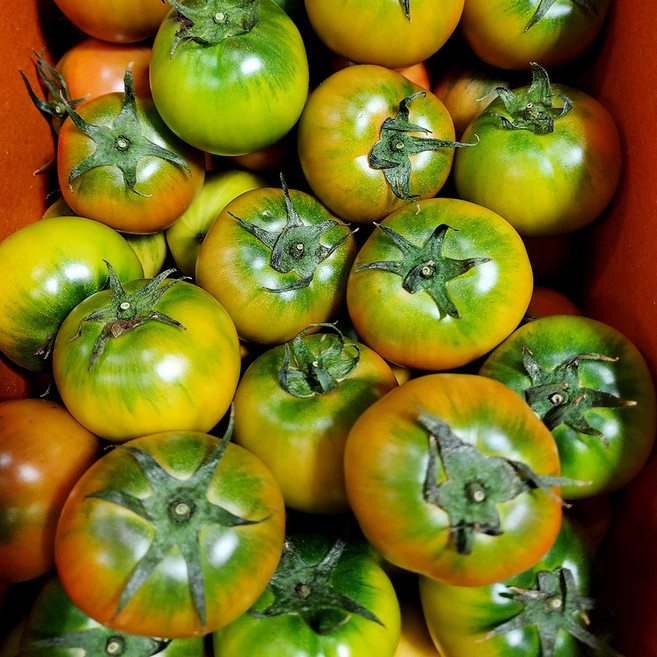 [타임특가] 부산 산지직송 짭짤이 대저토마토, 1박스, 2.5kg (L)