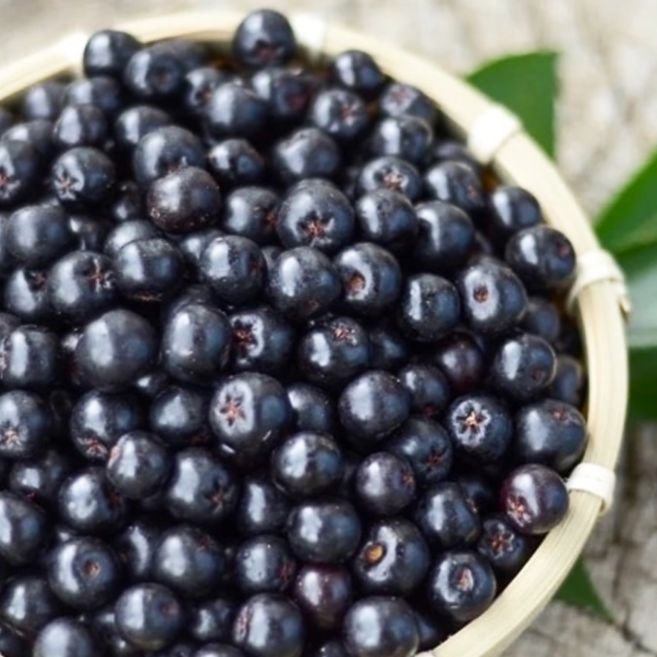 [한정특가] 100%산지직송 제철 국산 아로니아, 1개, 10kg