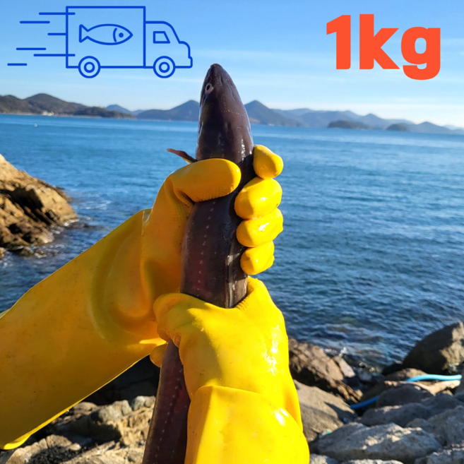 봄이랑 통영 산지직송 자연산 손질 바다장어 특대 장어구이, 1개, 1kg(특대 1-3미)