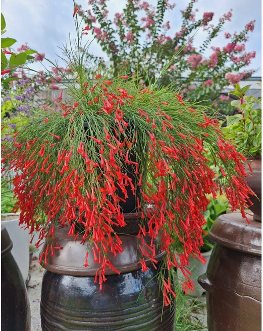 [삼다원]폭죽초