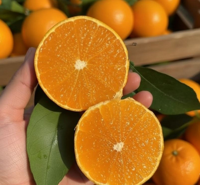 동명 당도주의 제주 노지 황금향 실속형 가정용, 2kg 혼합과