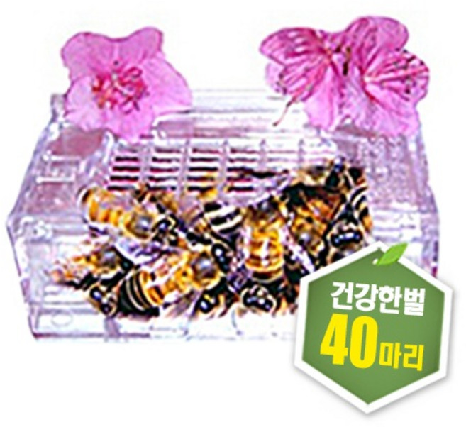 프로폴리스양봉원 벌침 30~40마리 벌침벌 봉침 봉침벌 직접만든먹이 벌 꿀벌 봉독 벌침용벌, 선택안함, 1개