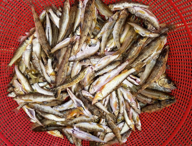 형구네 자연산 손질 민물고기1kg강원도 민물 매운탕거리 잡고기, 1개, 1kg