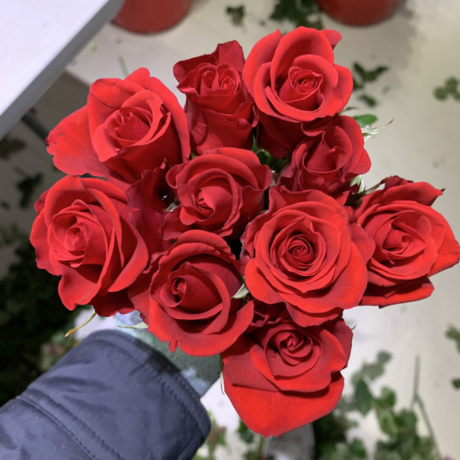 [사직생화] 빨간장미 생화 20송이, 1개