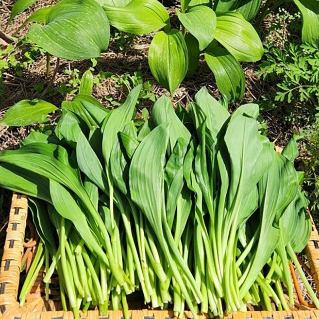 강원도 생잎 대명이 장아찌용 산마늘 명이나물, 2kg, 1개