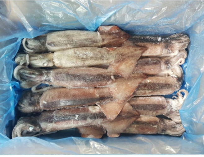 냉동 베이트 오징어 통오징어 3kg 10미, 1개