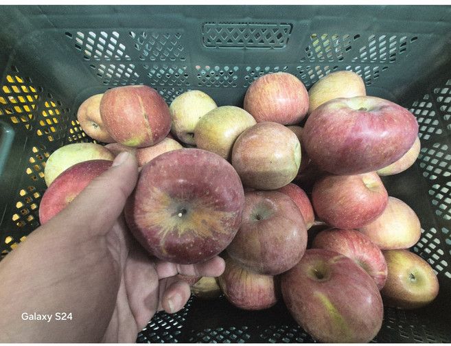 초특가! 못난이 안동사과, 1개, 10kg 주스용사과