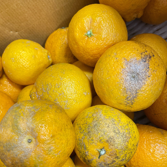 [제철365] 새콤달콤 하우스 노지 한라봉 가정용 선물용 할라봉, 1박스, 한라봉 4.5kg (못난이)