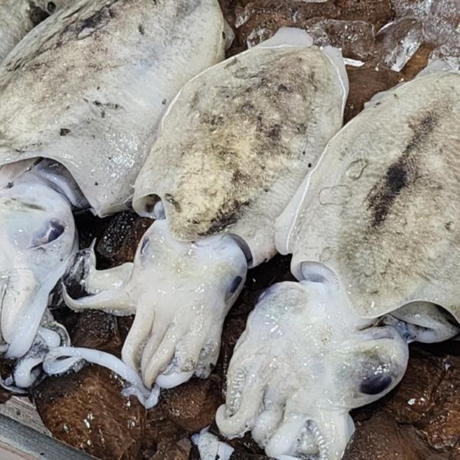 국내산 급냉 갑오징어 3kg 12-21미 /해산물/손질오징어/업소용/냉동식품/술안주/생물/수산물/해물/볶음/반찬/가정/식당