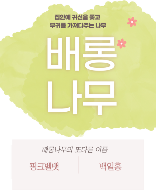 배롱나무 2년생(35cm~40cm) 5년(100cm이상) 백일홍 묘목 핑크벨 다원식물원, 1세트, 5년생