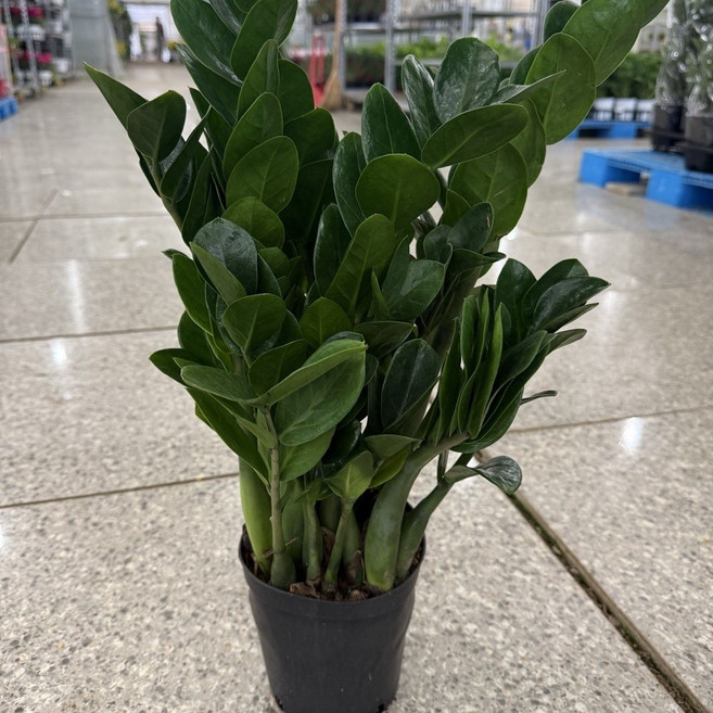 무배특가 금전수 중품 반려식물 개업화분, 1개, 기본