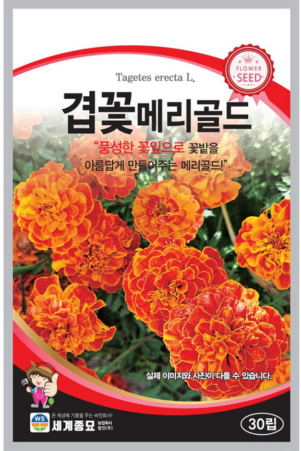 겹꽃메리골드 30립 / 씨앗 종자 화단 정원 조경 특이한꽃 메리골드 금잔화 꽃씨, 1개
