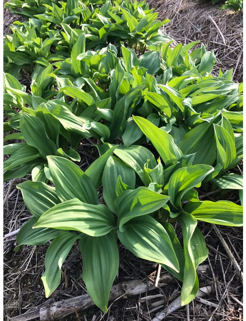 국내산 생 명이나물 산나물 명이잎, 1개, 3kg