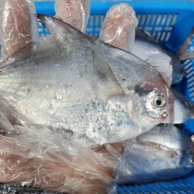 살림냥 생물 병어 2kg 횟감생선
