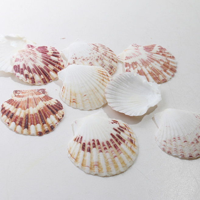 캔들나라 가리비 조개 미니어처 캔들장식 소품, 혼합색상, 1개