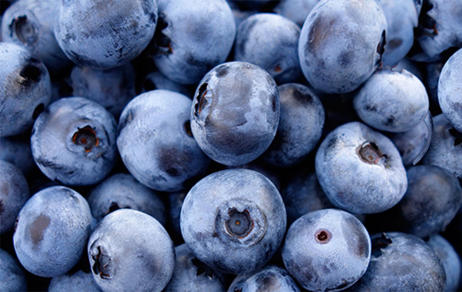 국내산 생 블루베리 중과 대과 16mm, 1세트, 대과 (16mm 이상)