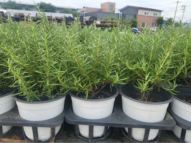 2+1 3개발송 로즈마리 중품 25~35cm 45, 1개