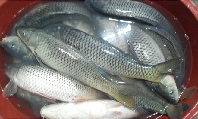 잉어즙 믿고 먹는 자연산 잉어엑기스 120팩 액기스 진액 중탕, 120포