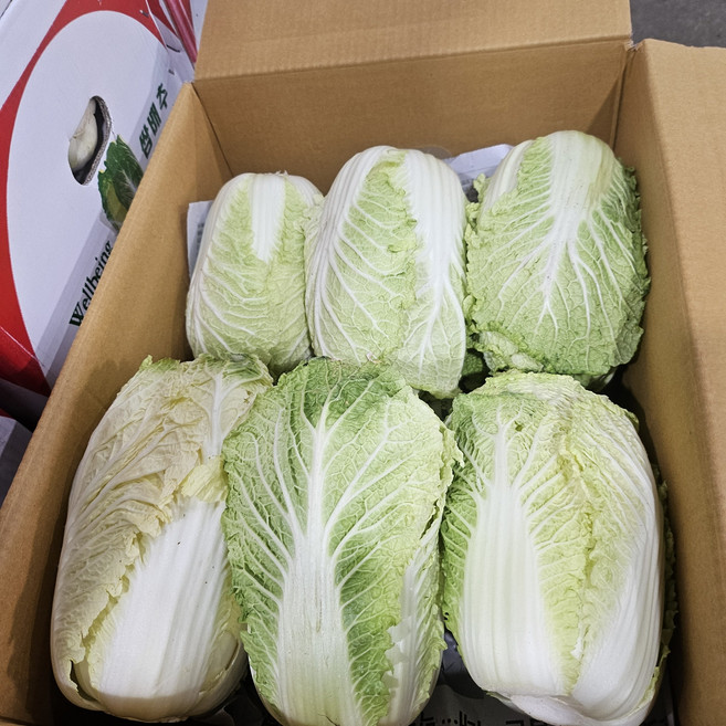 국산 쌈배추 4kg 내외(약5~6통) 해풍 맞은 쌈배추 아삭한 쌈배추 쌈채소, 1개