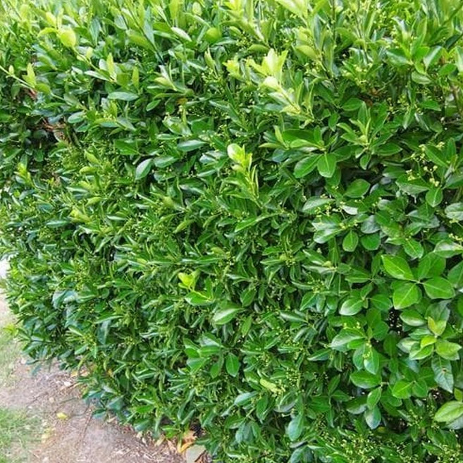 목하원예조경 사철나무 묘목 사철 나무 키 100cm 전후 10주 한 묶음, 단일, 1세트