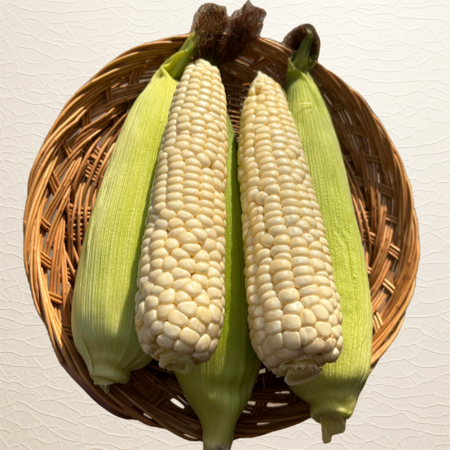 2025 강원도 햇 찰옥수수 생 옥수수 특품 (미백 옥수수), 1박스