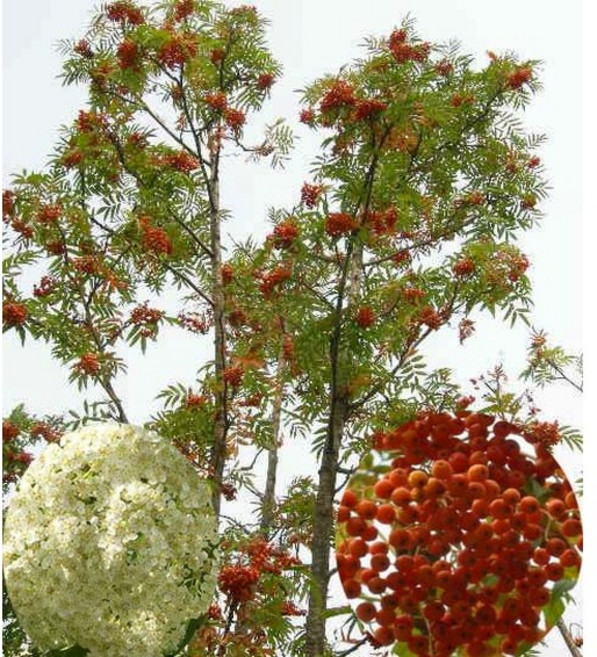 (나무농장) 마가목 실생1년 플러그묘, 5개