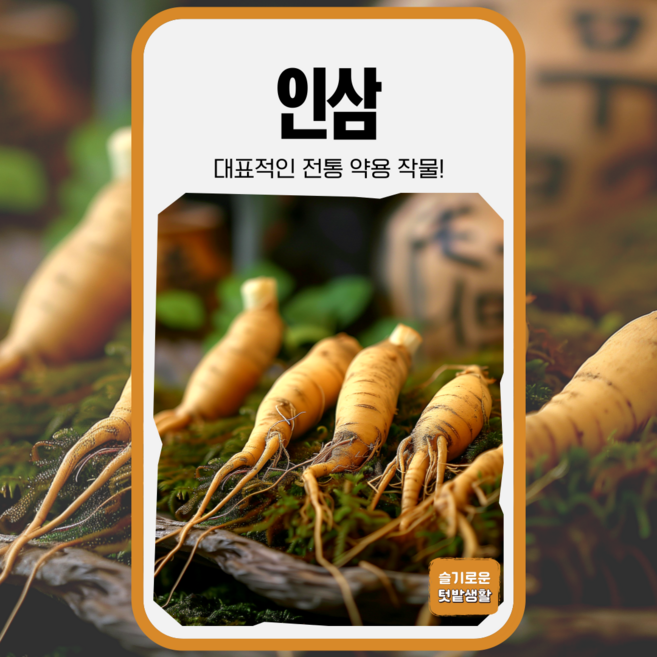 인삼 씨앗 50립 가람원 종자 모종 작물 텃밭 씨 주말농장 산삼 장뇌삼, 1개