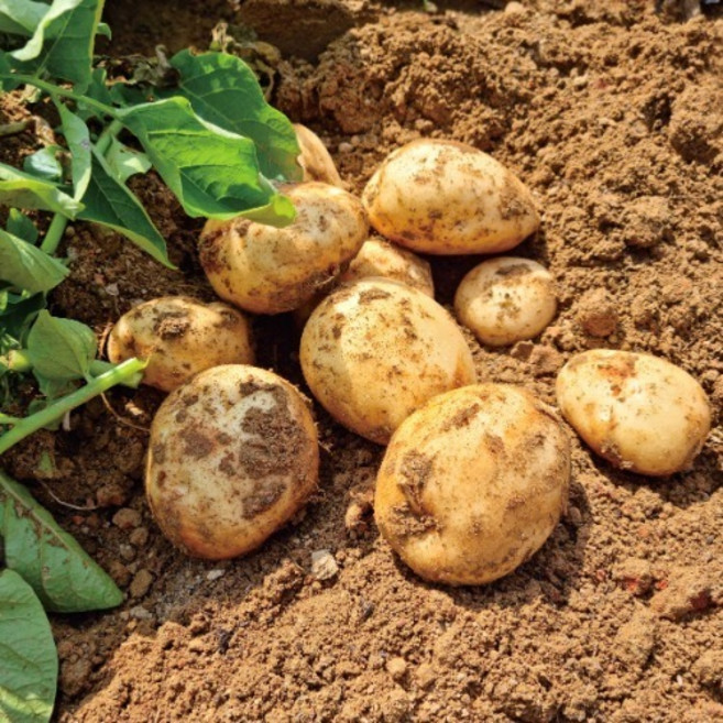 국내산 햇 감자 포슬포슬 수미감자 3kg 5kg 10kg, 감자(중) 통구이용, 20kg