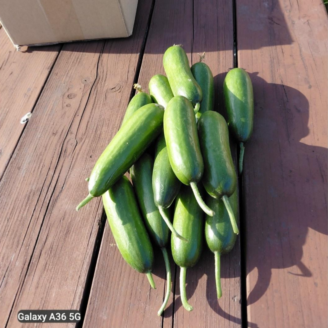 산지한입 미니오이 스낵오이 작은꼬마오이 스넥, 1박스, 1kg