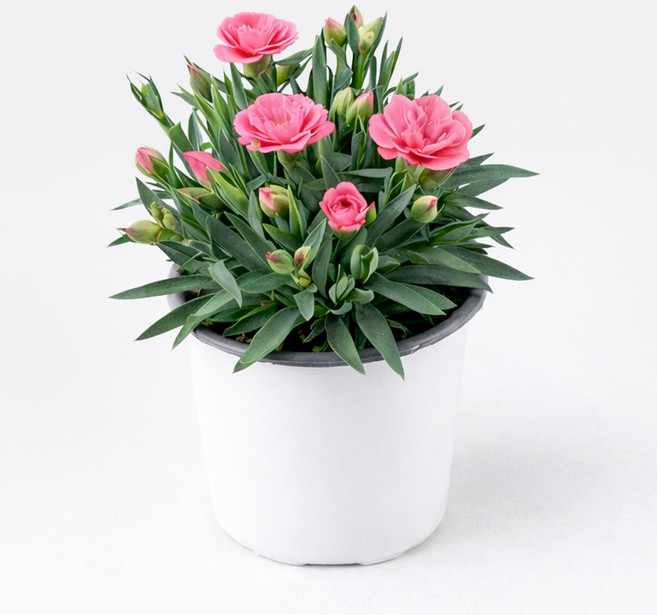 갑조네 향카네이션 카네이션 꽃 화분 모종 향기나는꽃 노지월동 어버이날, 2개, 분홍