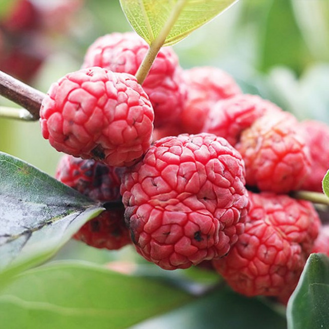 무농약 순창 꾸지뽕 햇꾸지뽕 5kg 급냉, 1개