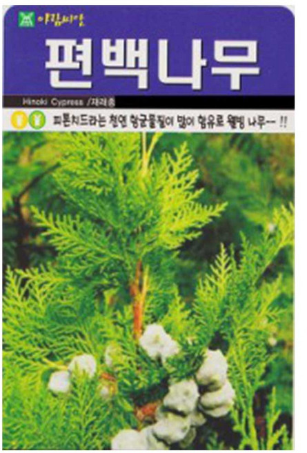아람 편백나무 씨앗 500립, 3개
