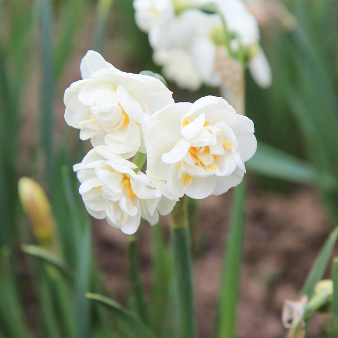 갑조네 향수선화 노지월동 향기나는꽃, 4개