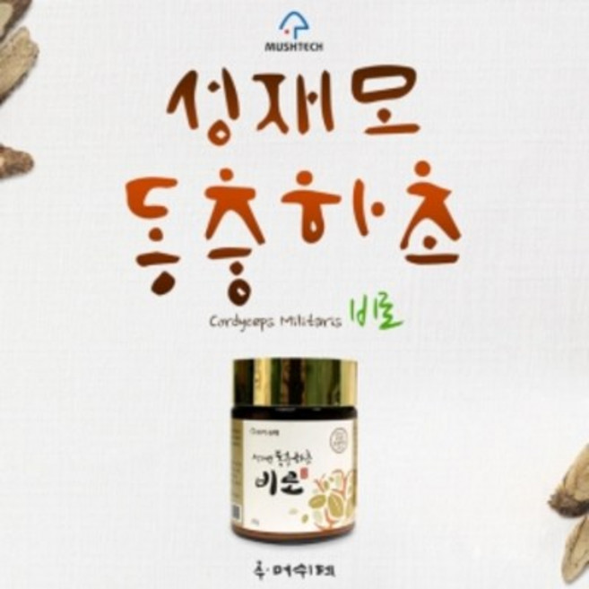 [성재모동충하초] 비로