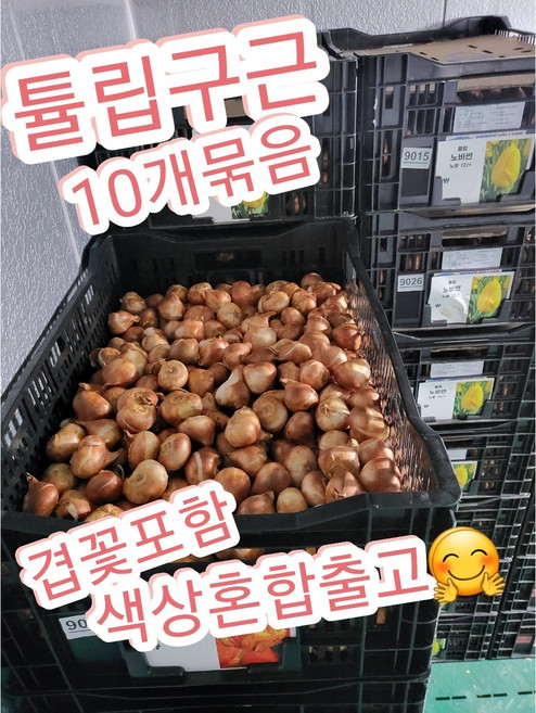 튤립구근 겹꽃50% 10개묶음/올해 신상품으로 출고해드려요^^