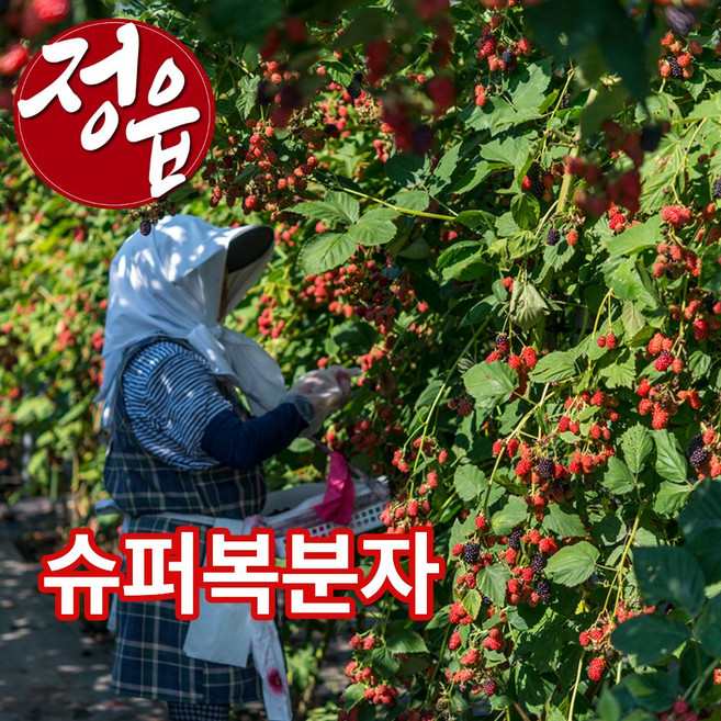 더맛곳간 국산 슈퍼 복분자 열매 냉동 블랙베리 생과급냉 국내산, 1개, 1kg 특품