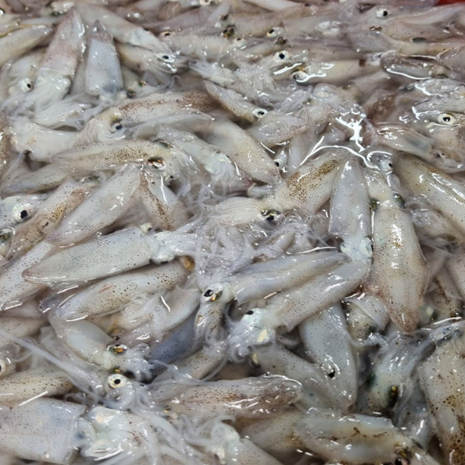 하라네 제철 생물 호래기 꼴뚜기 횟감 산지직송, 1개, 생물 호래기 500g