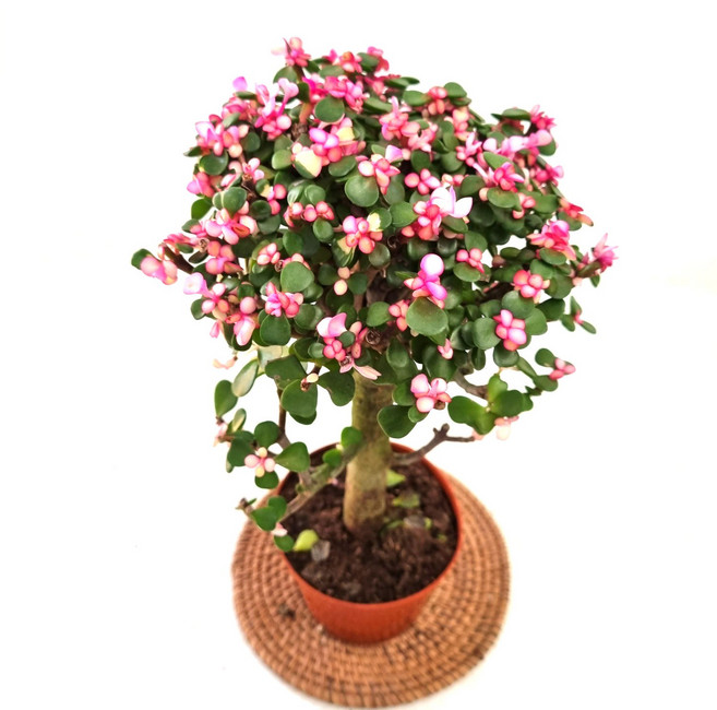 핑크아악무 사랑무 은행목 (소품) 미니벚꽃나무를 닮은 핑크다육 목대 엄청굵어요, 1개