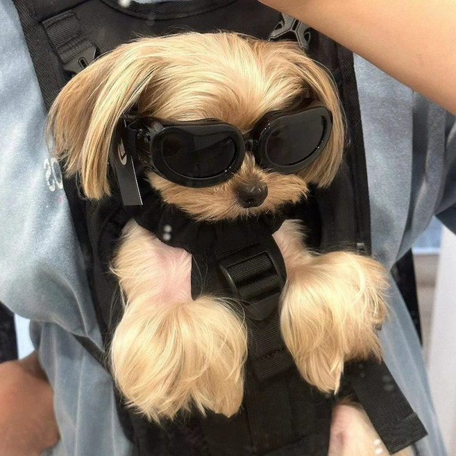 케이디리빙 강아지 고글 선글라스, 1개, 블랙