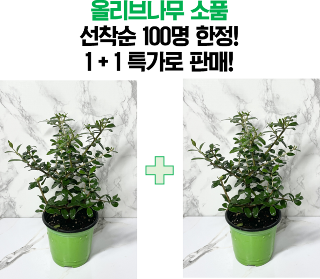 나만의화원 올리브나무 소품 1+1 올리브나무묘목