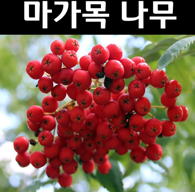 마가목 나무 묘목 결실주(5년생) 분묘 1개/정원수 조경수