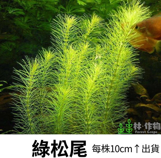 林作物 Forest Crops 綠松尾 水中葉 中後景水草 新手級 耐熱 6株, 每份6株