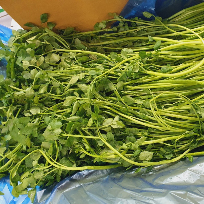 국내산 미나리 취나물 봄동 유채나물, 1박스, 유채나물 4kg