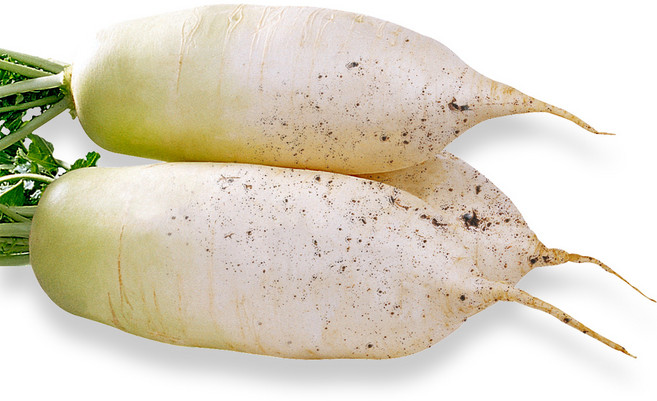 맛있는 햇 무, 1박스, 10kg